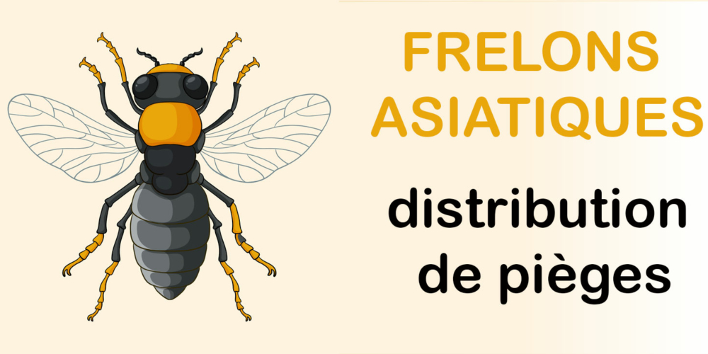 Frelons asiatiques : distribution de pièges